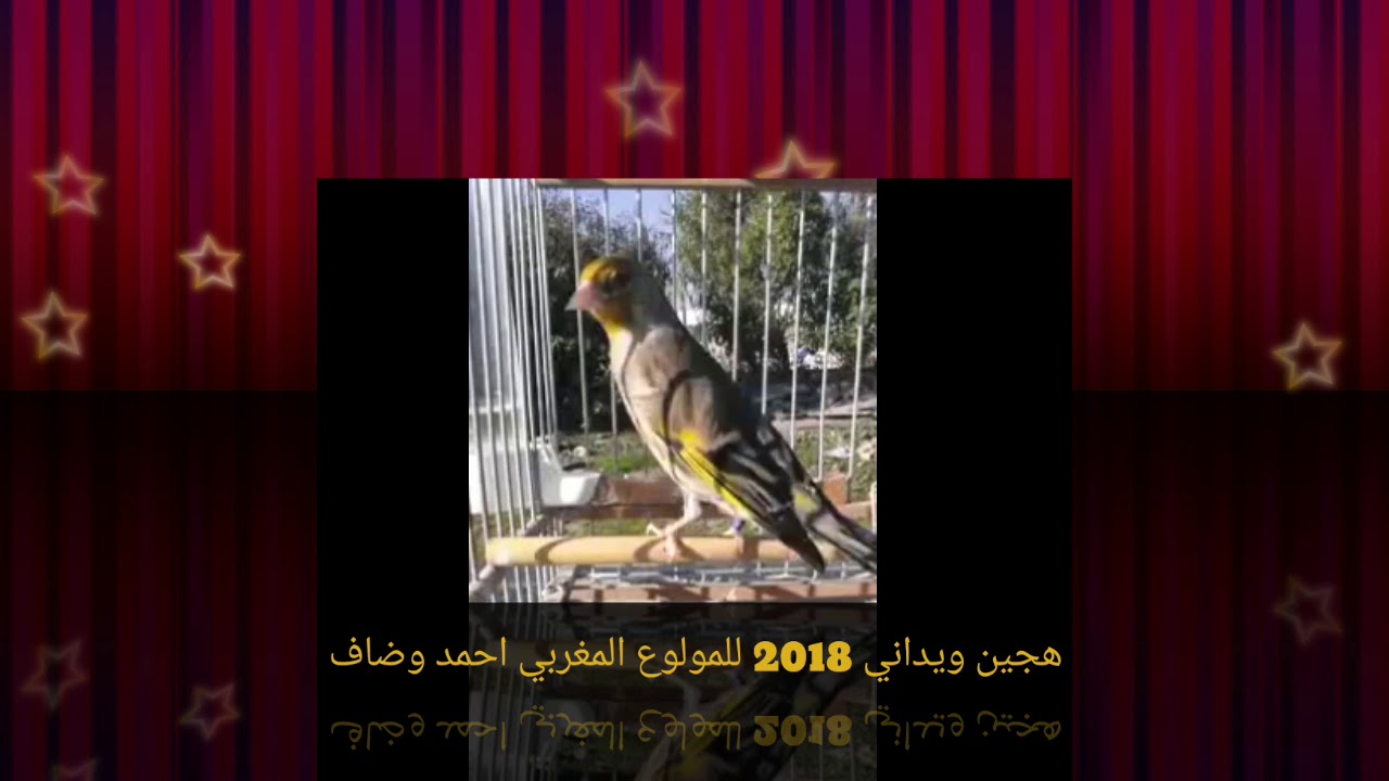 هجين ويداني للمولوع المغربي احمد وضاف