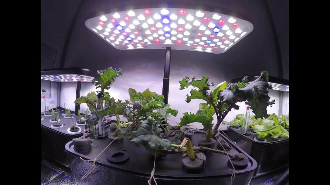 kale - New grower machine tested in 5 days