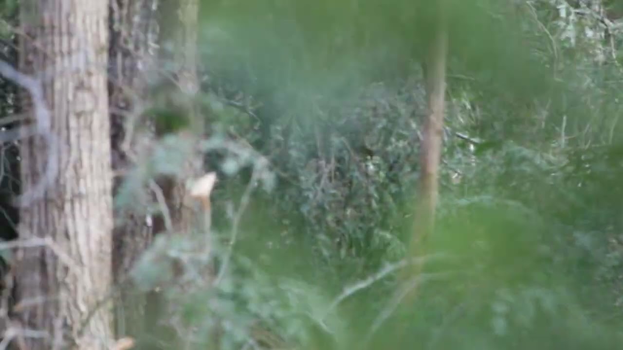 Faces & stealthing OR cloaking??