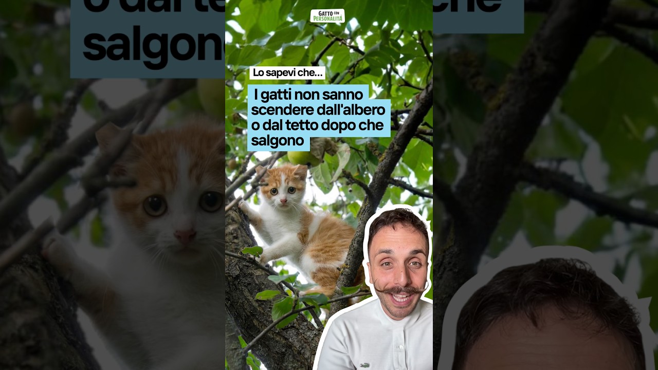 Lo sapevi che i gatti non sanno scendere dopo che salgono su un albero o un tetto?
