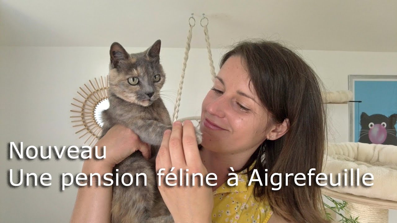 Les Ronrons d’Eliott : un oasis de paix pour les chats