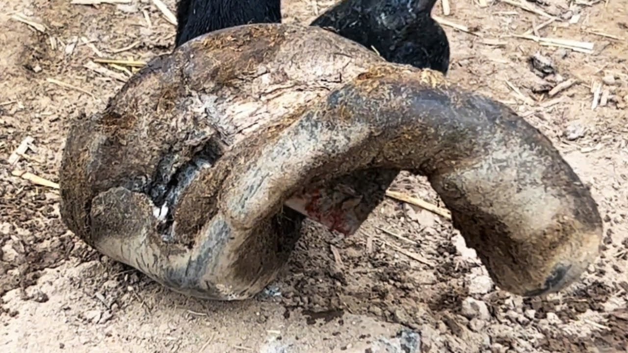 After Nine Years Of Suffering, The Donkey With 