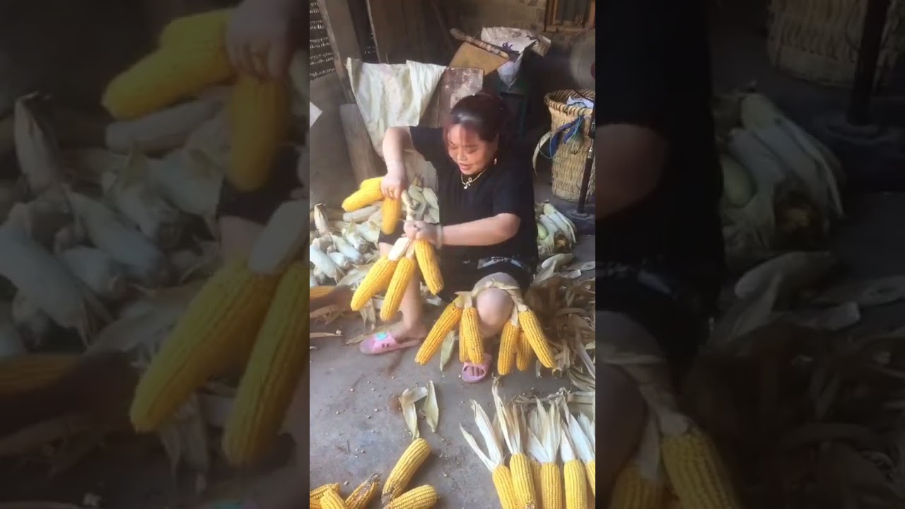 The Very Traditional Way Of Corn Drying Method #satisfying #short