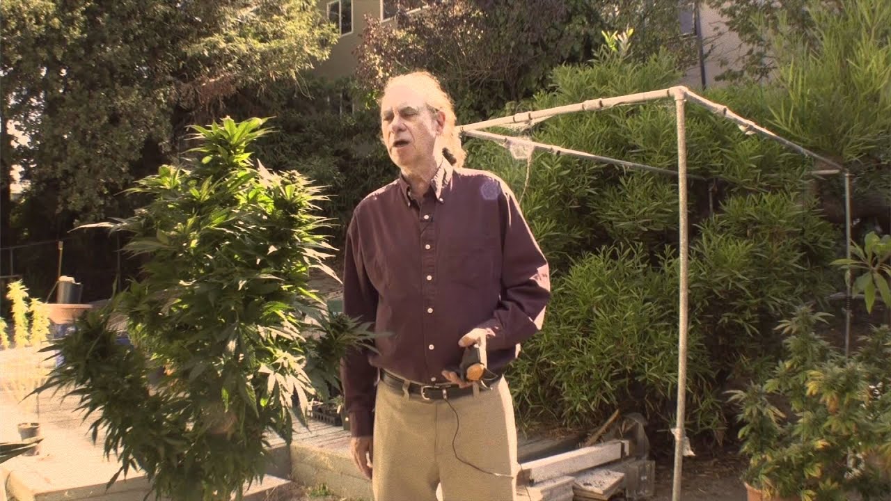 Ed Rosenthal's Fall Harvest Teaser