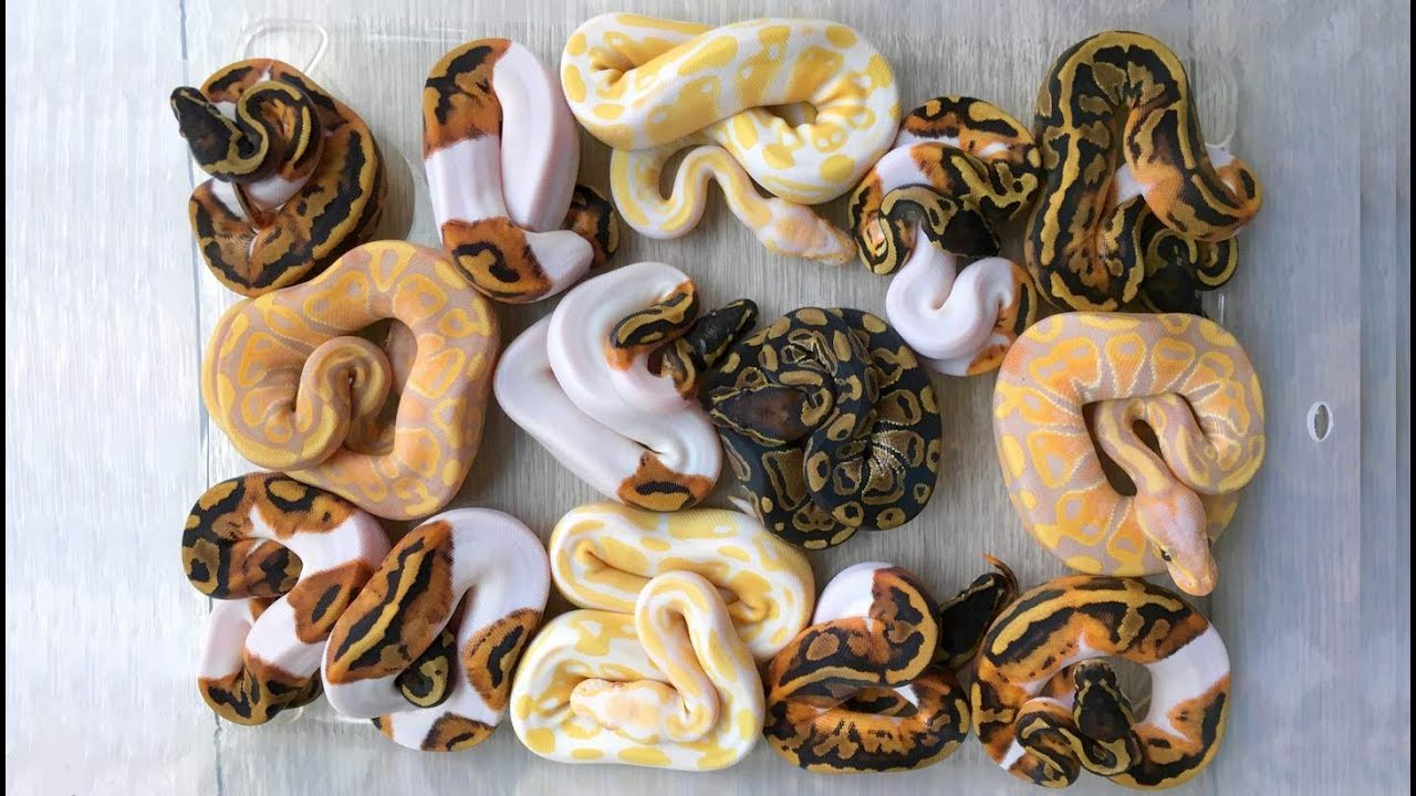 Pythons regius nés saison 2018/2019 + REPTILE ROOM