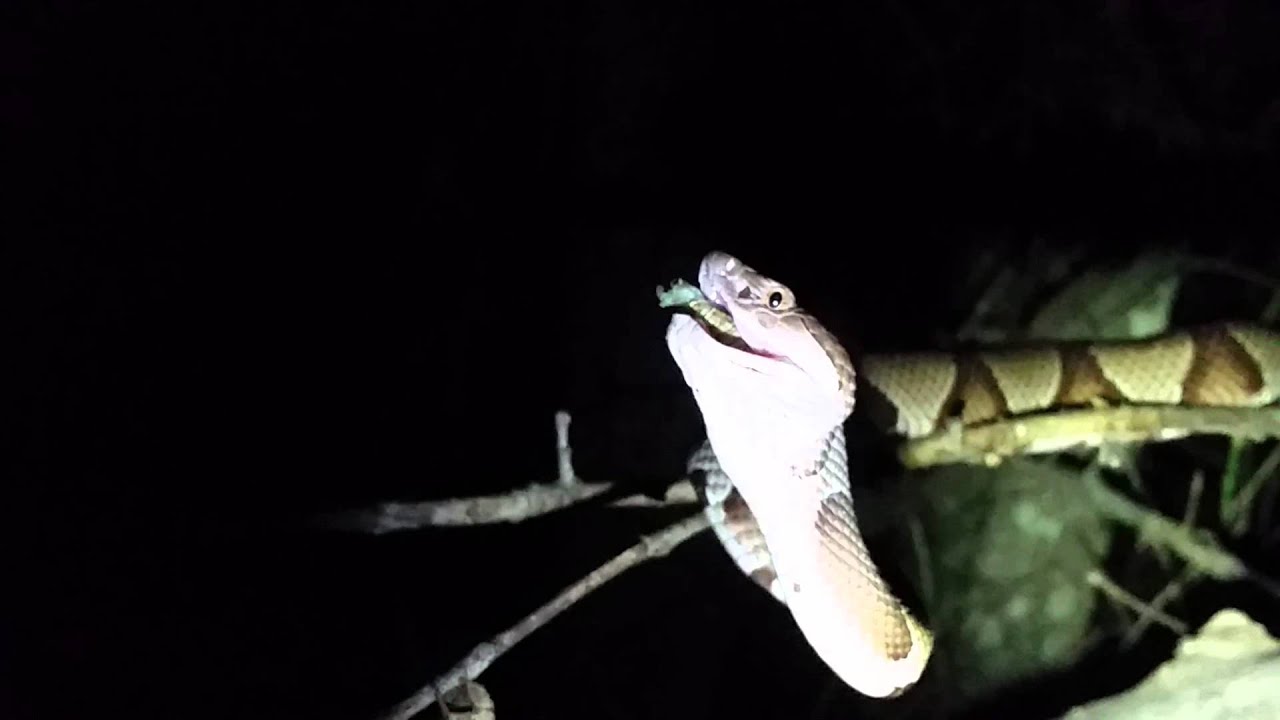 Southern Copperhead eating a freshly molted cicada