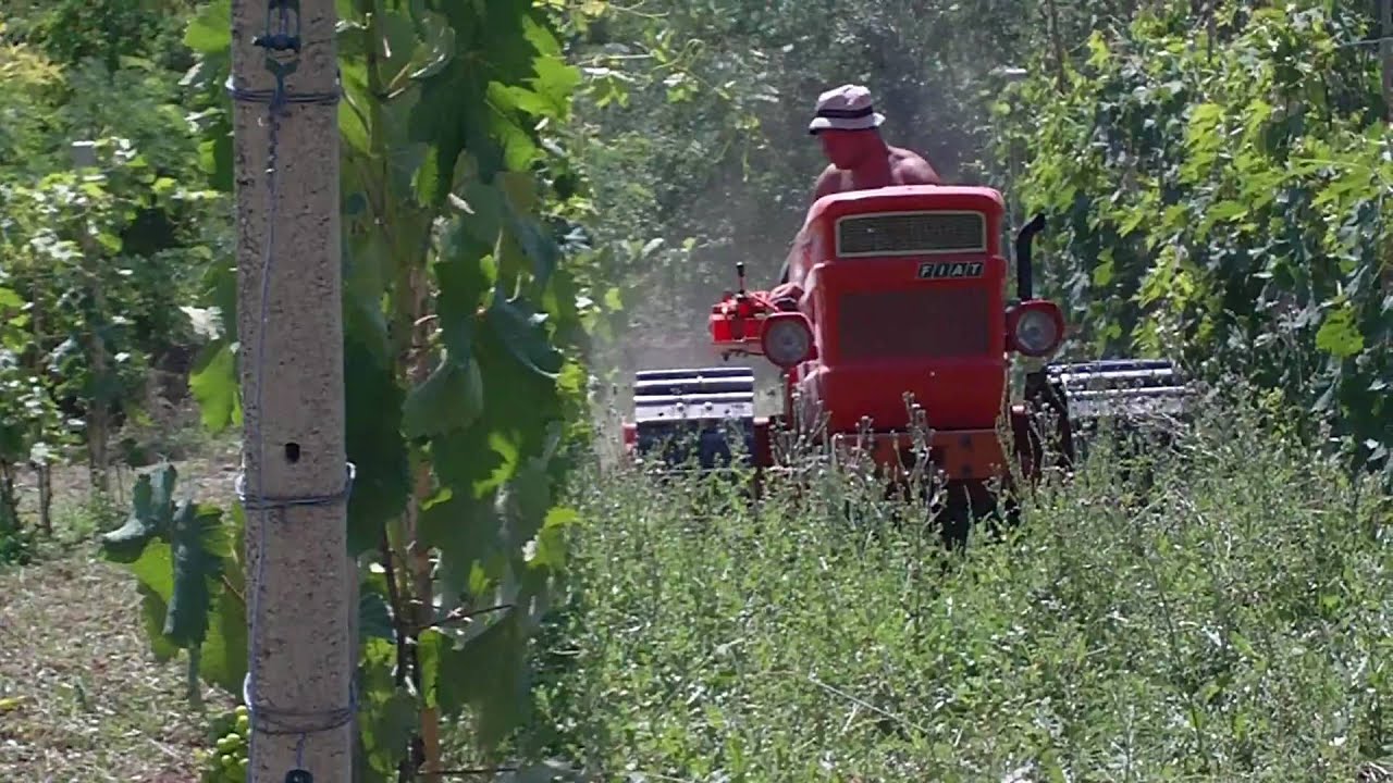 605c montagna super nella vigna