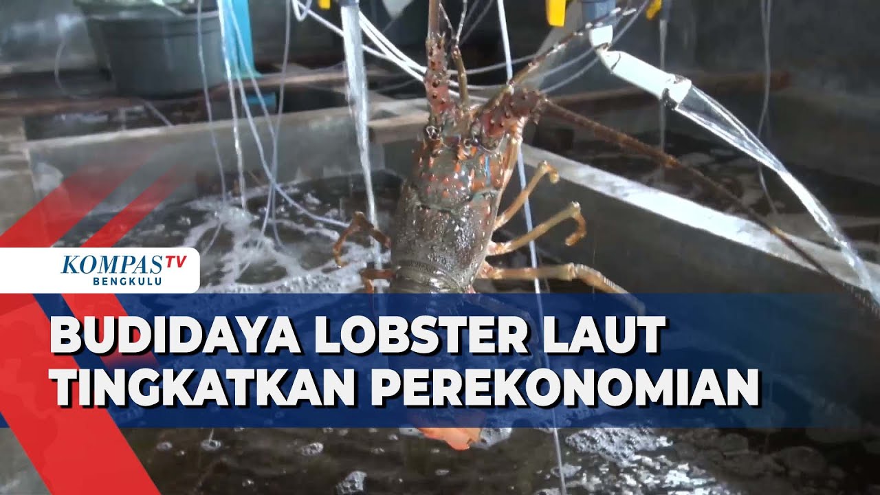 Budidaya Lobster Laut Tingkatkan Perekonomian