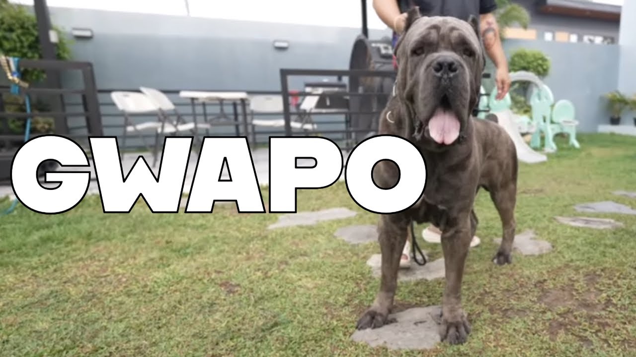 Aksaray Malaklisi, Alabai, Boerboel, Cane Corso of Ezekiel Detiquez