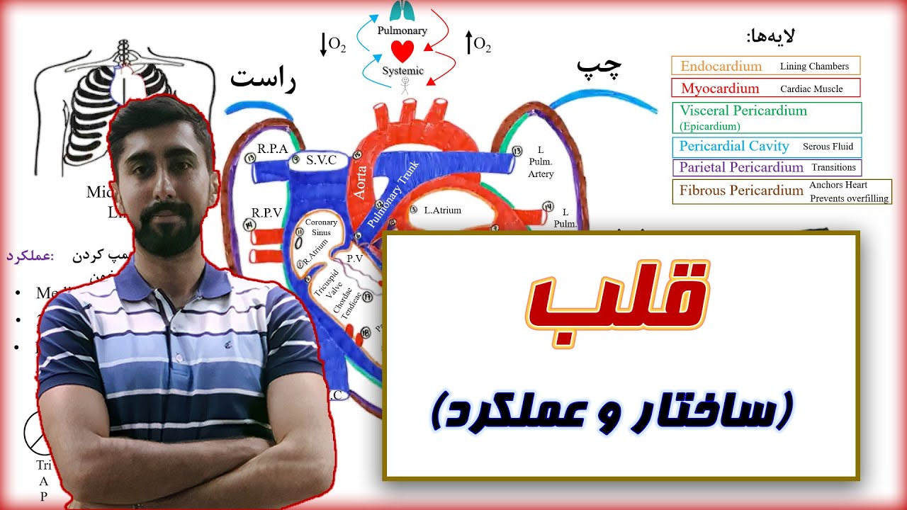 فیزیولوژی قلب/ ساختار و عملکرد / Heart Physiology