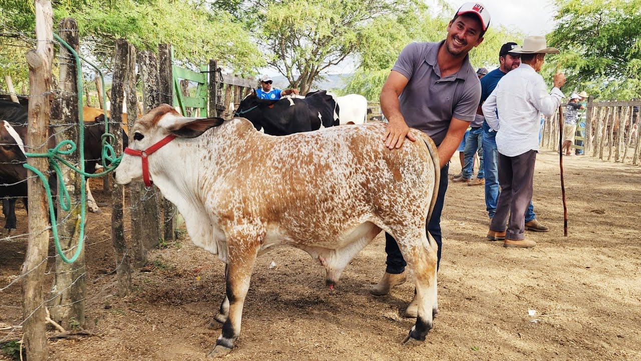FEIRA DO GADO EM ALTINHO-PE   24-01-2026 #nordeste