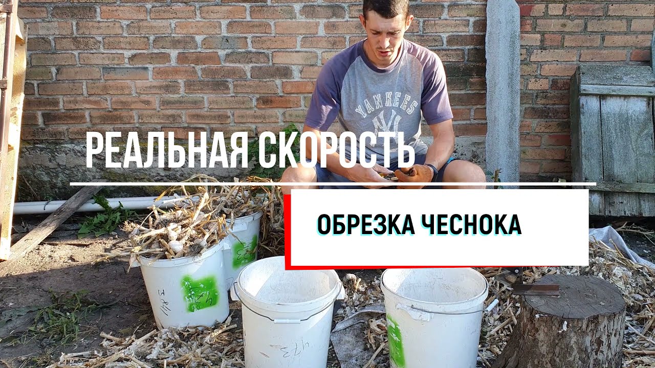 РЕАЛЬНАЯ СКОРОСТЬ ОБРЕЗКИ ЧЕСНОКА