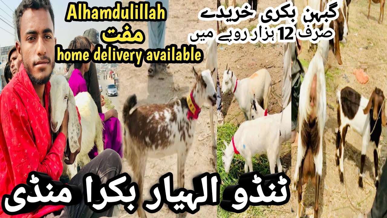 Tando allahyar Bakra Mandi latest update 22 February 2025 || Bakra Mandi 2025