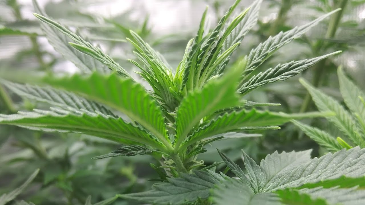 Week 1 of Flower; Mars Hydro SP250 and cloning success