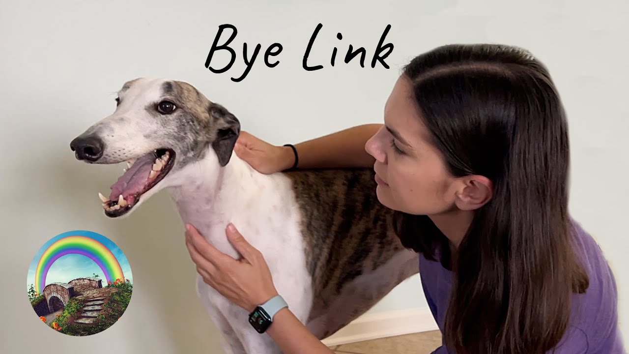 Losing a Greyhound to Cancer