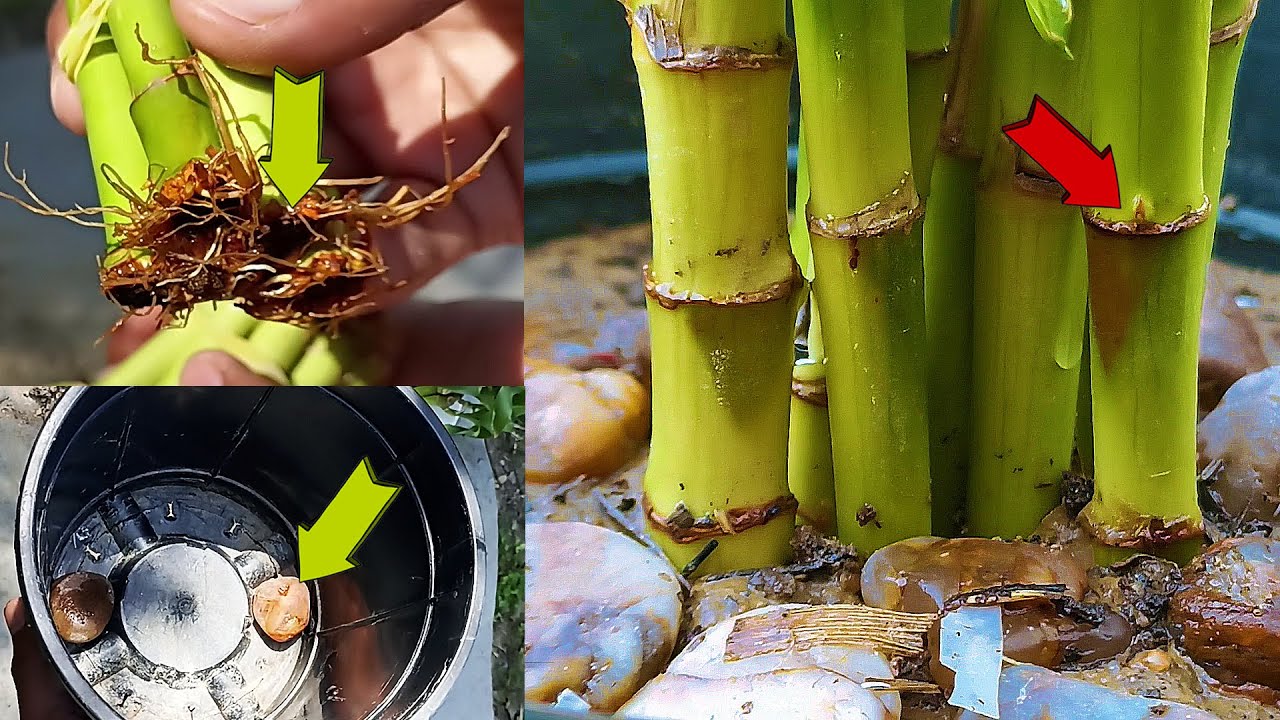 How to take care of Bamboo plant in soil