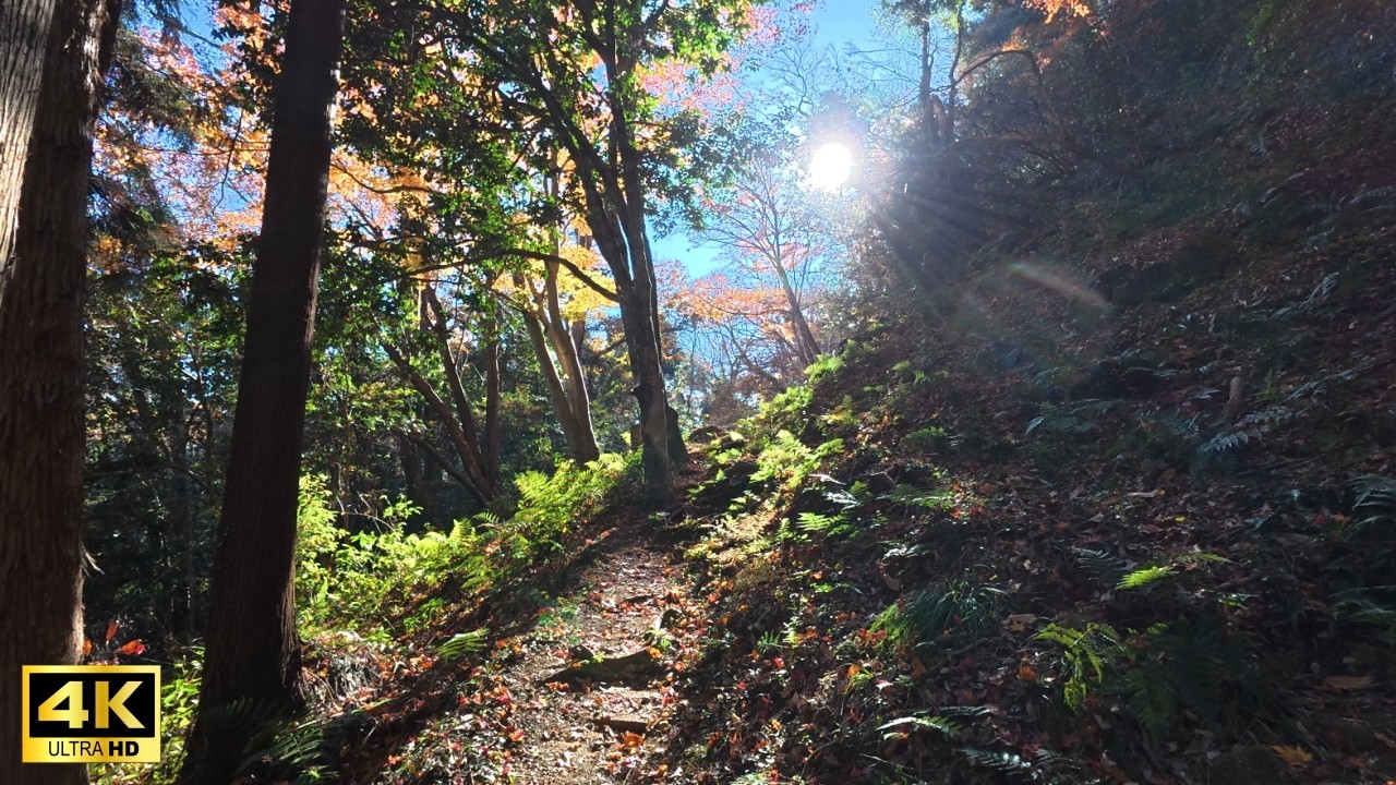【秋川丘陵】網代弁天山・網代城山をハイキング。弁天洞窟にも入ってみました(東京都あきる野市)