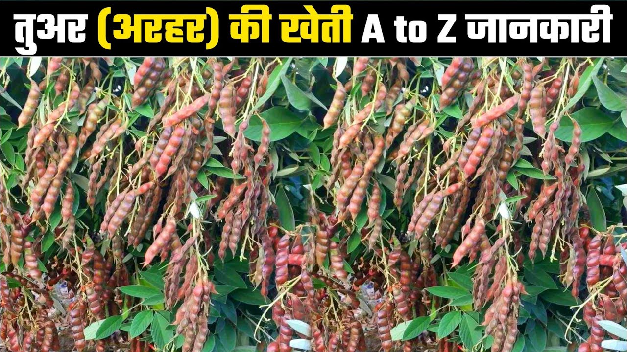 तुअर (अरहर) की खेती | A to Z | संपूर्ण जानकारी | Tavar ki kheti | Arhar ki kheti | वैज्ञानिक खेती