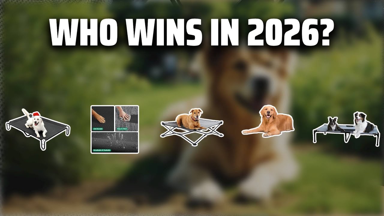 The Top 5 Best Elevated Dog Bed in 2026 - Must Watch Before Buying!