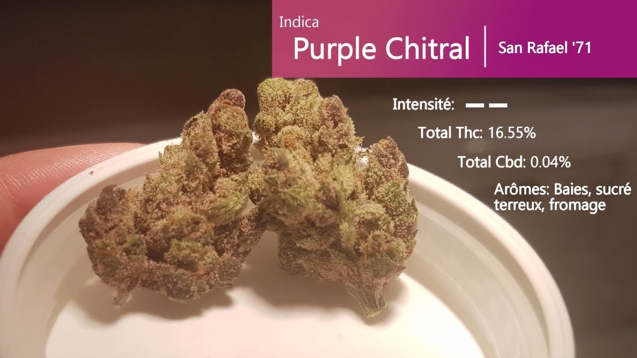 Cannabis r&eacute;cr&eacute;atif SQDC #04: Purple Chitral