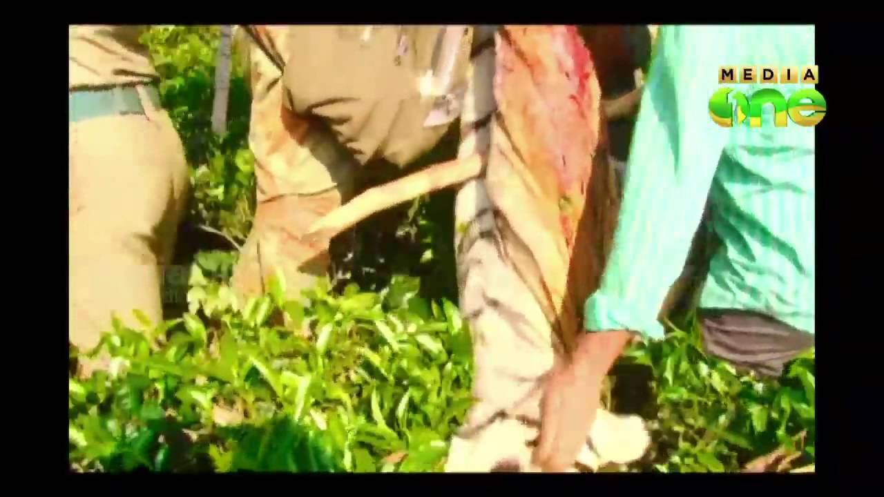 Man-eater tiger shot dead near Kerala-TN border