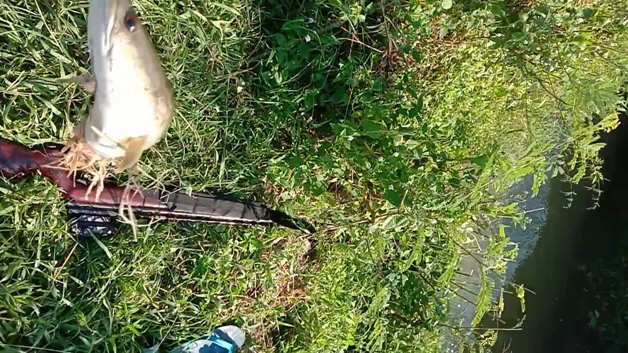 menembak  ikan gabus tepat sasaran