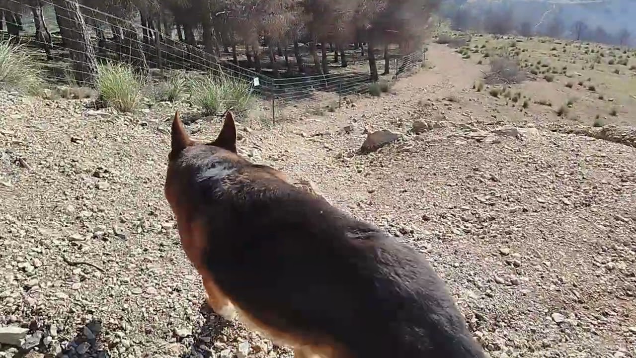 En las barbacoas de la moleona 