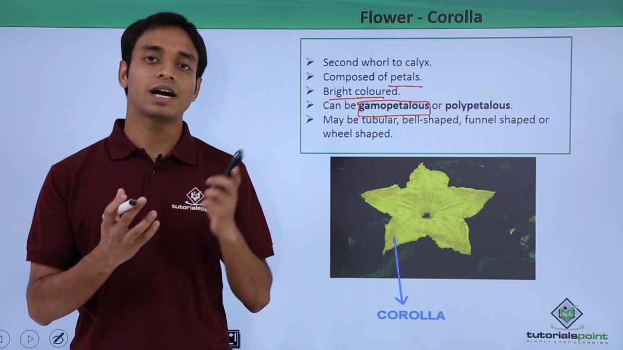 Class 11th – Flower – Corolla | Morphology of Flowering Plants | Tutorials Point