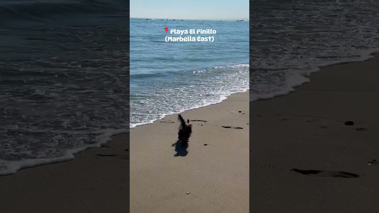 Marbella&rsquo;s dog friendly beaches means you never have to leave your pup behind! 🐕🏖️❤️
