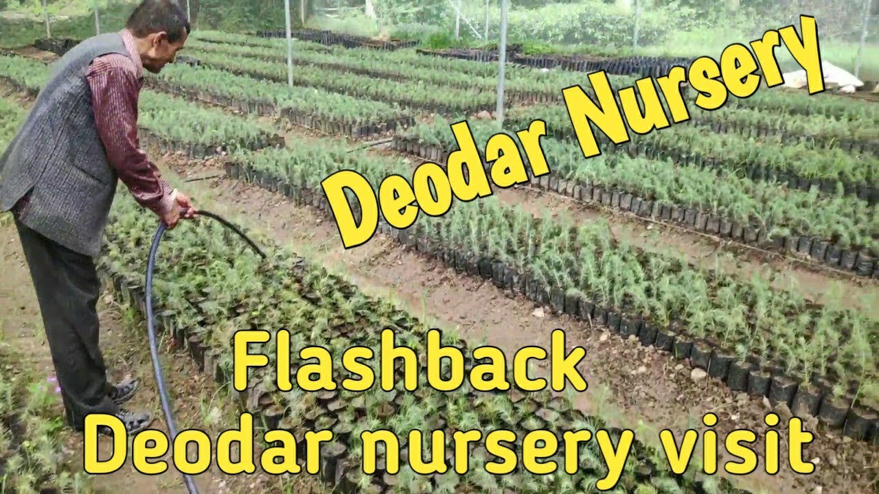 ||Glimpses of Sainj forest nursery Visit||Forest department nursery||