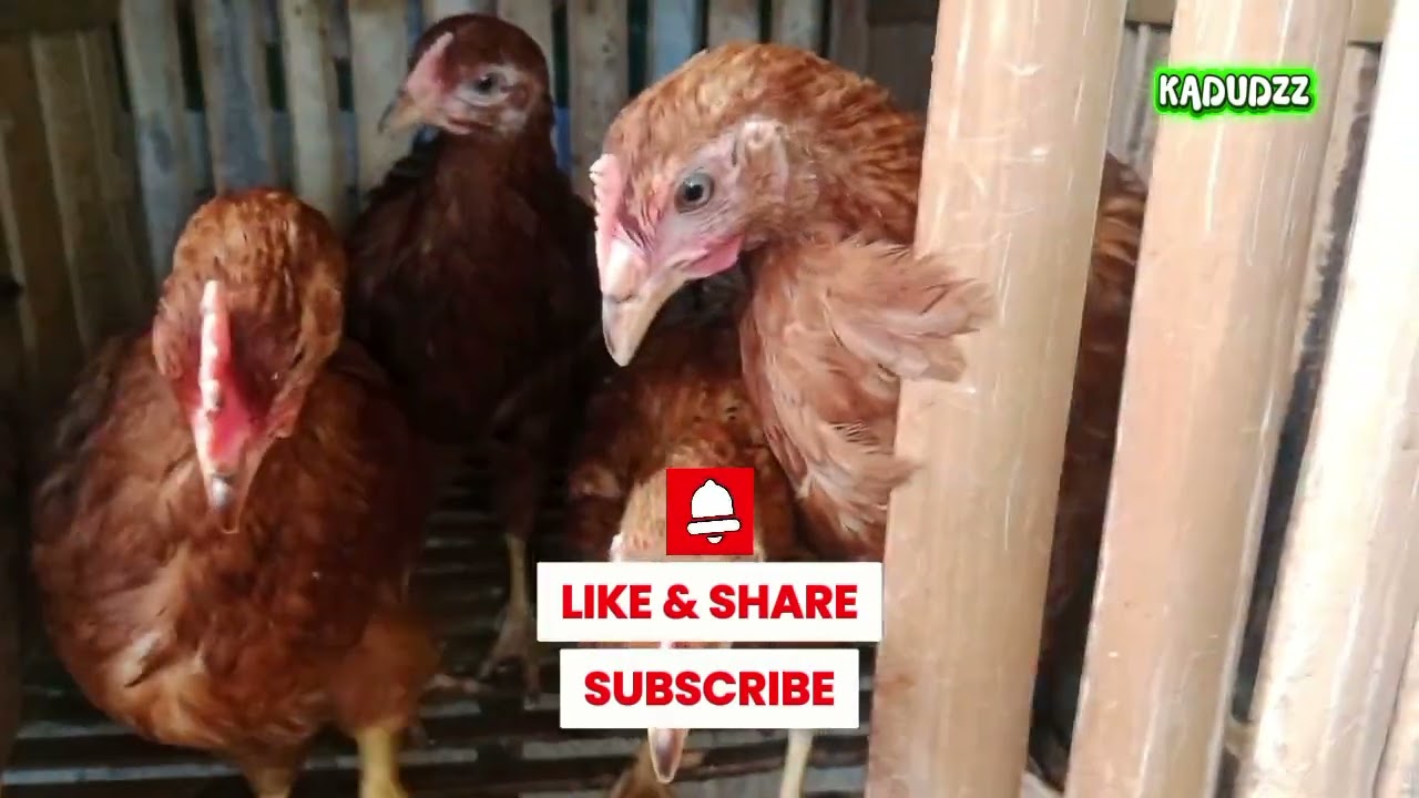 Maganda talaga alagaan Ang RIR (Rhode island red) #kadudzz #ayam #freerangechickens  
