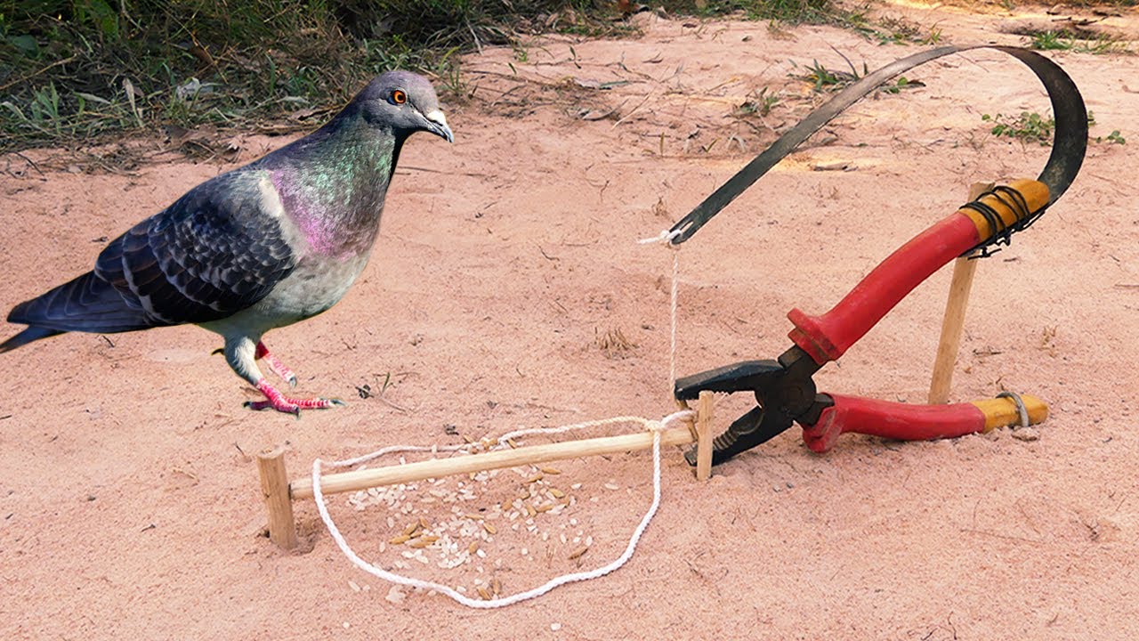 Creative Easy DIY Simple Bird Trap Using Hand Saw & Pliers