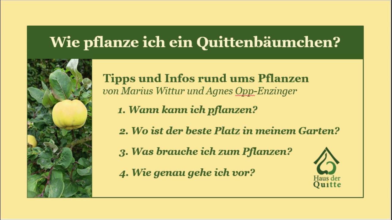 Wie man einen Quittenbaum richtig pflanzt