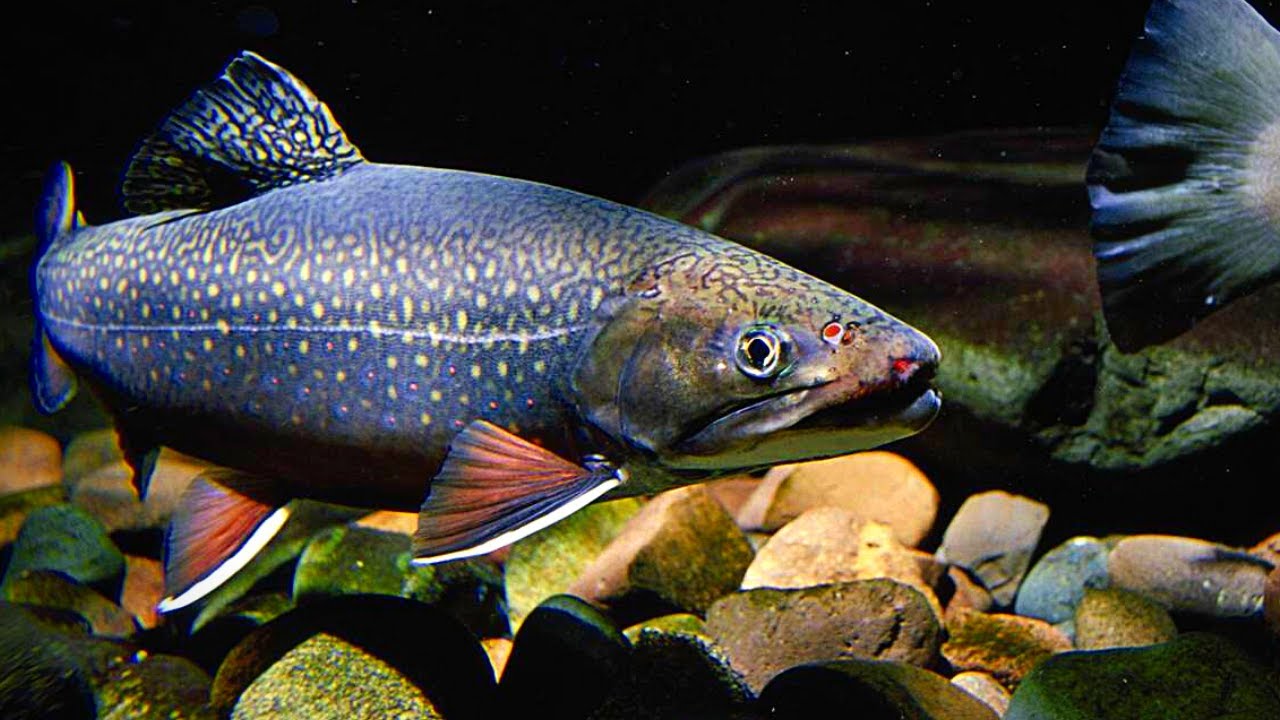 Catch Maine Sea Run Brook Trout + Truck Cap Camping