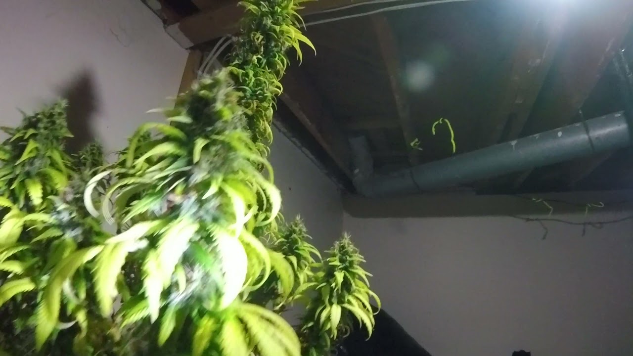 Destiny grow system 4 plant 5 step grow system