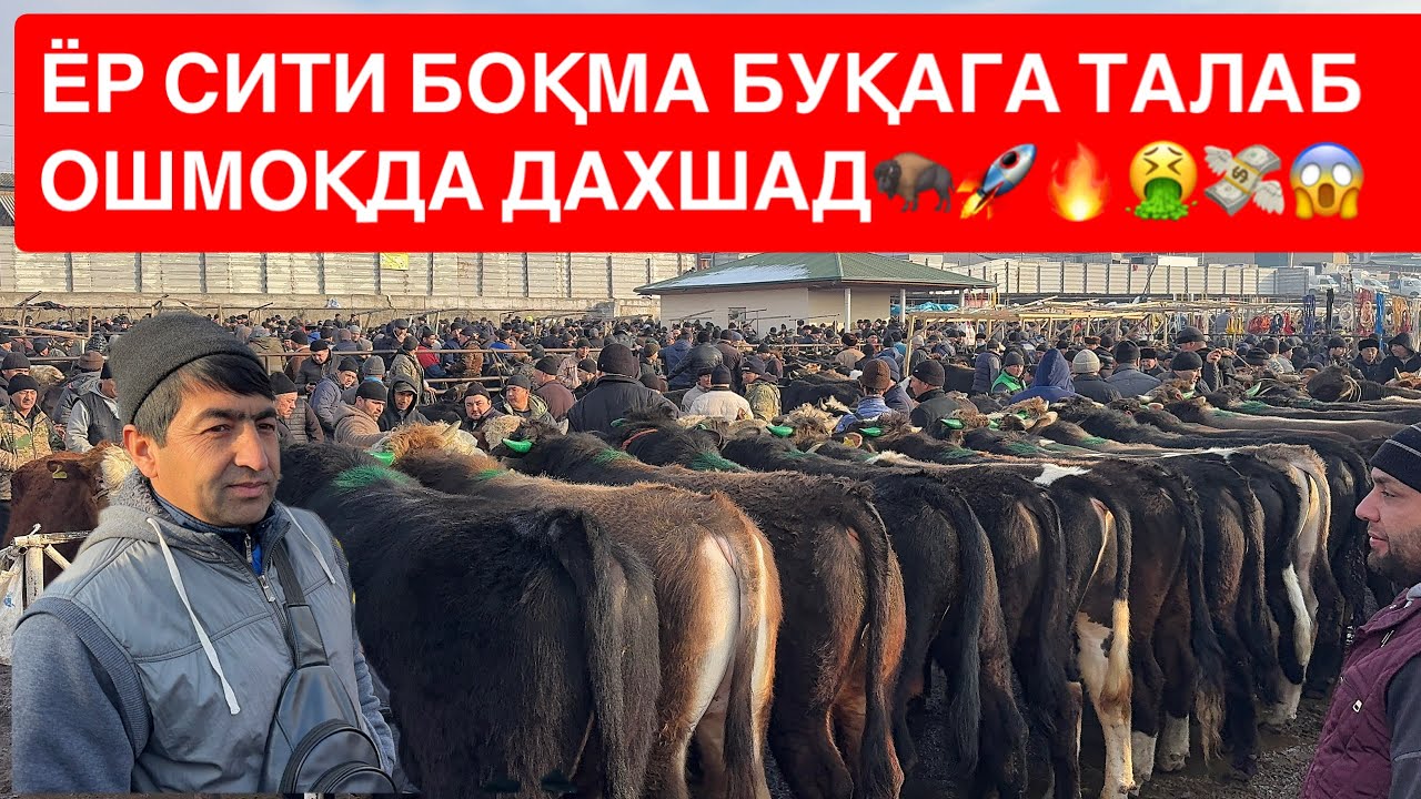 ЁР СИТИ БОҚМА БУҚАЛАР НАРХЛАРИ Б Н ТАНИШИНГ. 