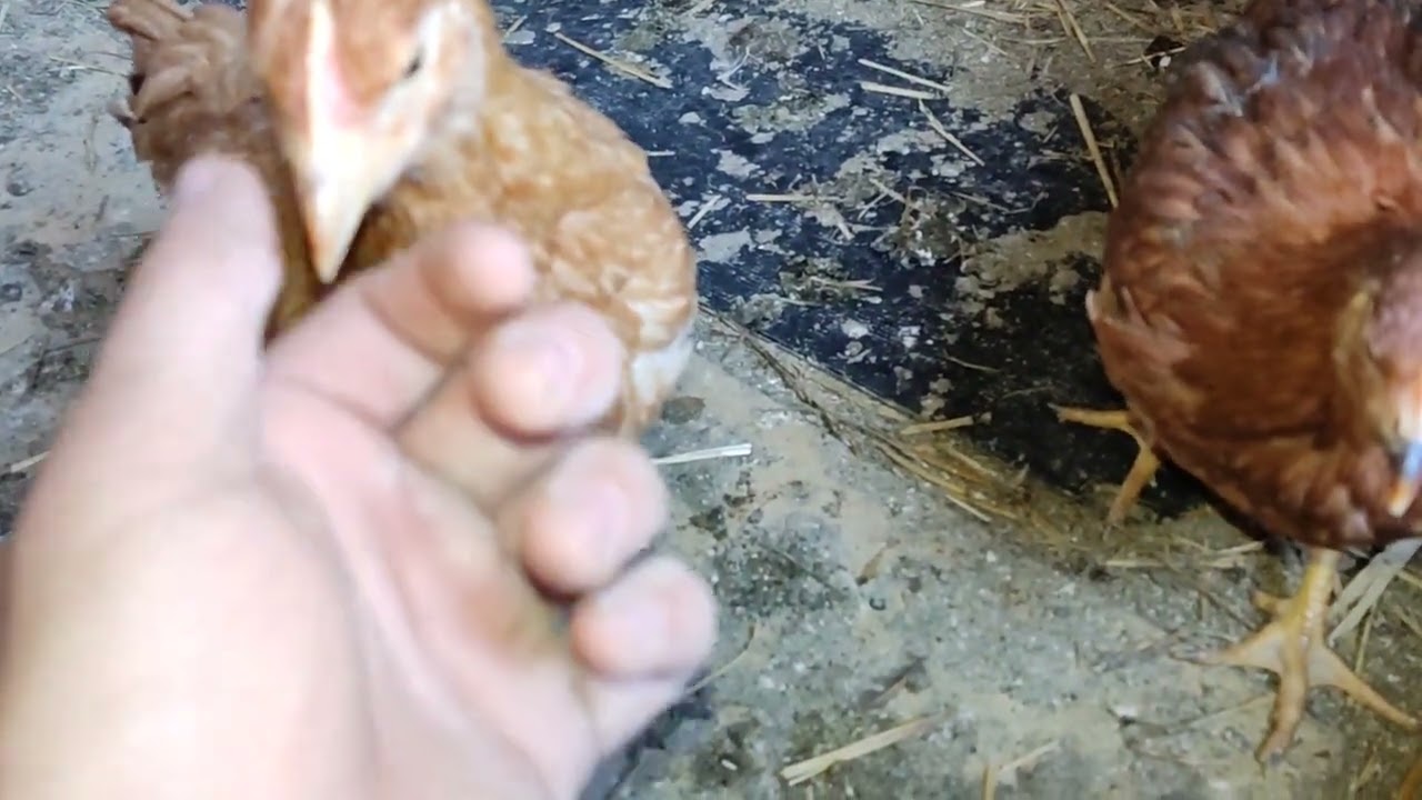 Puișori din rasa Kabir la vârsta de 8 săptămâni 🐥🐓