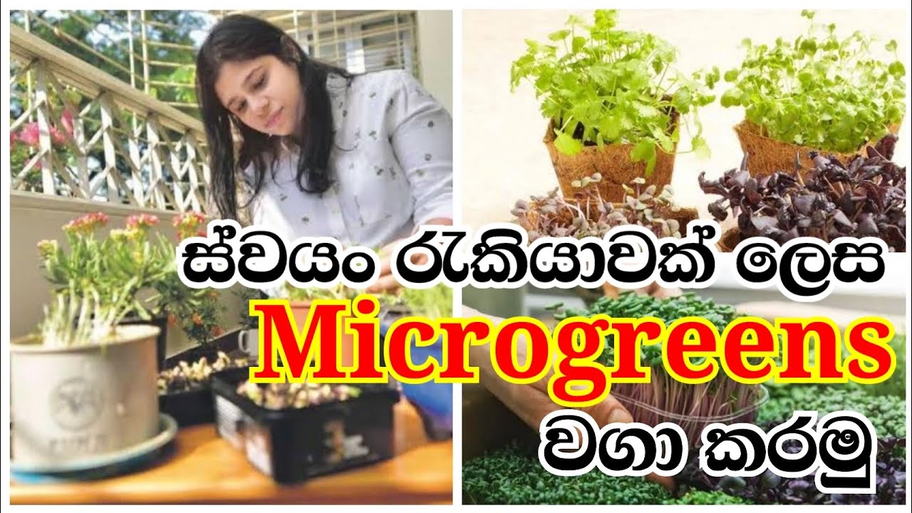 ස්වයං රැකියාවක් ලෙස 