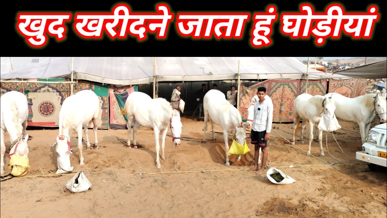 15 साल के Trader की जानकारी सुन हैरान रह जाएंगे आप #मै खुद घोड़ी खरीदता हूं ओर बेचता हूं