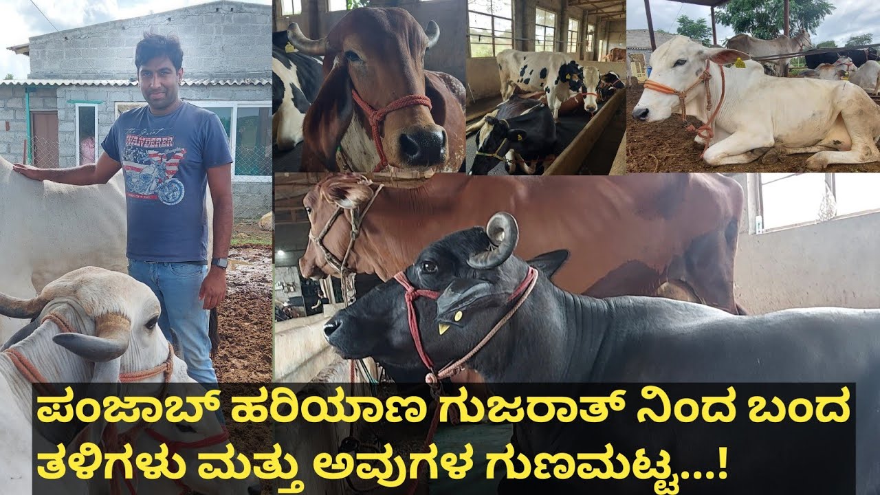 ಮುರ್ರಾ ಎಮ್ಮೆ,ಗಿರ್ ಸಾಹಿವಾಲ್ ರಾಟಿ ಹಳ್ಳಿಕಾರ್ ಹರಿಯಾಣ ಕೃಷ್ಣ ಕಾಮಧೇನು ಎಷ್ಟು ತಳಿ ಹಸುಗಳು ಇವರ ಫಾರ್ಮ್ನಲ್ಲಿ...!