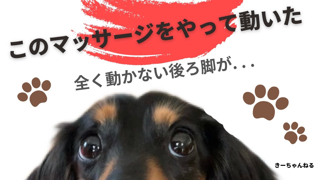 ヘルニアで全く動かない後ろ脚が、このマッサージをやって動いた！家でできる犬のマッサージのやり方を紹介！