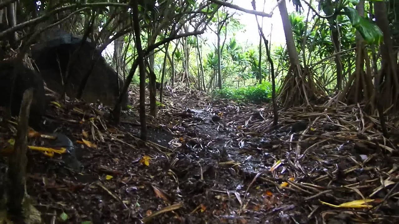 Kalalau Trail Goats