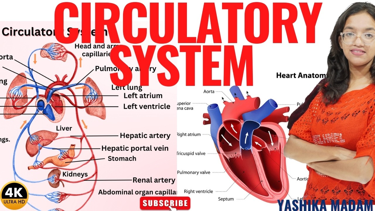 Circulatory System II Anatomy and Physiology II Yashika Mam II