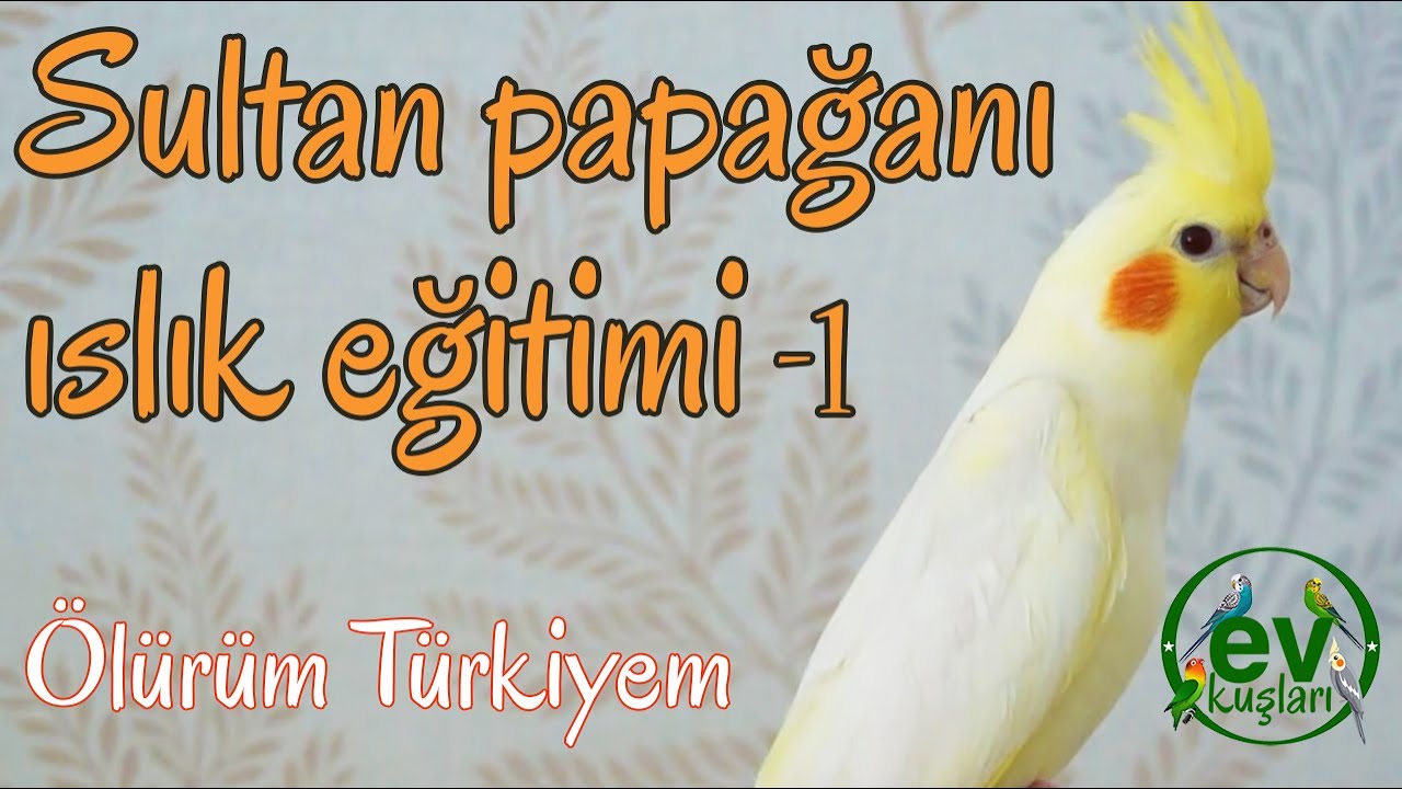 Sultan papağanı  Ölürüm Türkiyem  Islık Eğitimi Dinlet 10 dakikalık