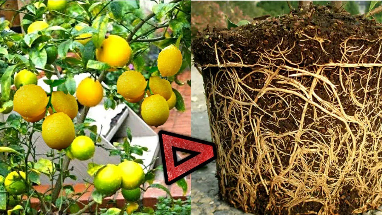पत्तियों से ज्यादा नींबू चाहिए तो इस तरह से लगाए अपने नींबू के पौधे को || Grow Lemon plant
