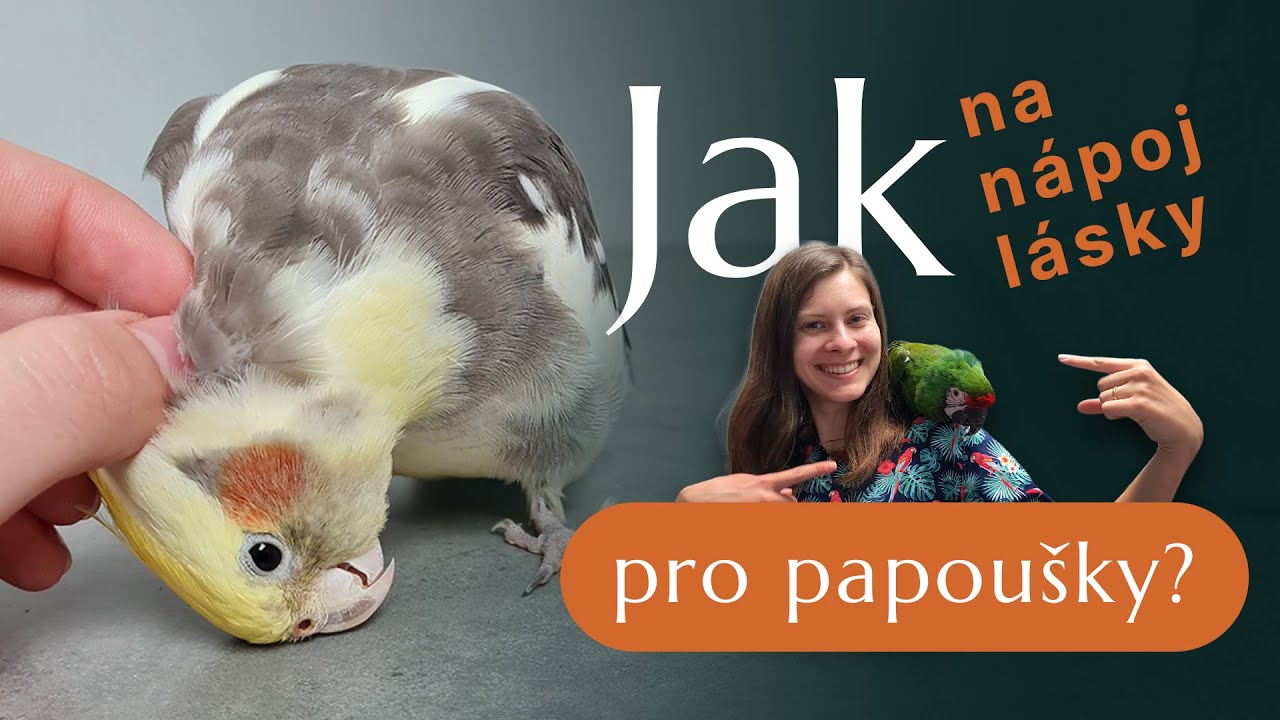 Jak si vybudovat přátelský vztah s papouškem?