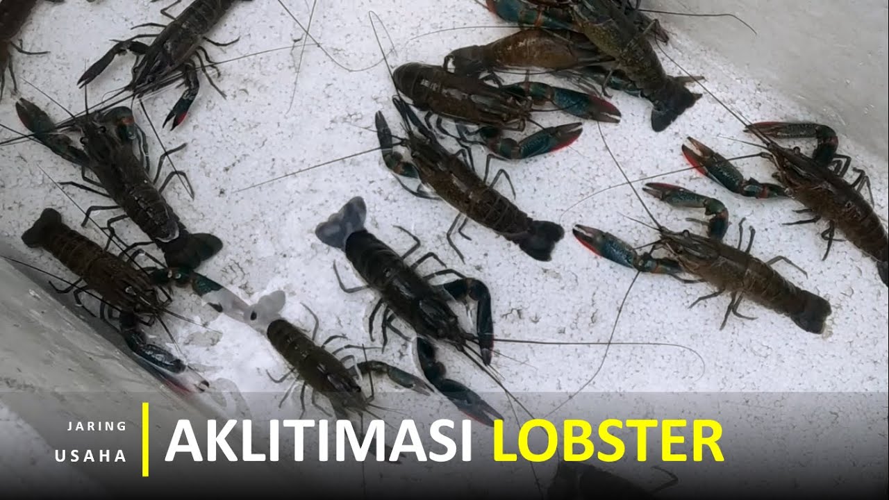 Proses Aklitimasi Lobster Air Tawar Agar Cepat Beradaptasi Di Kolam Baru Dan Tidak Stres