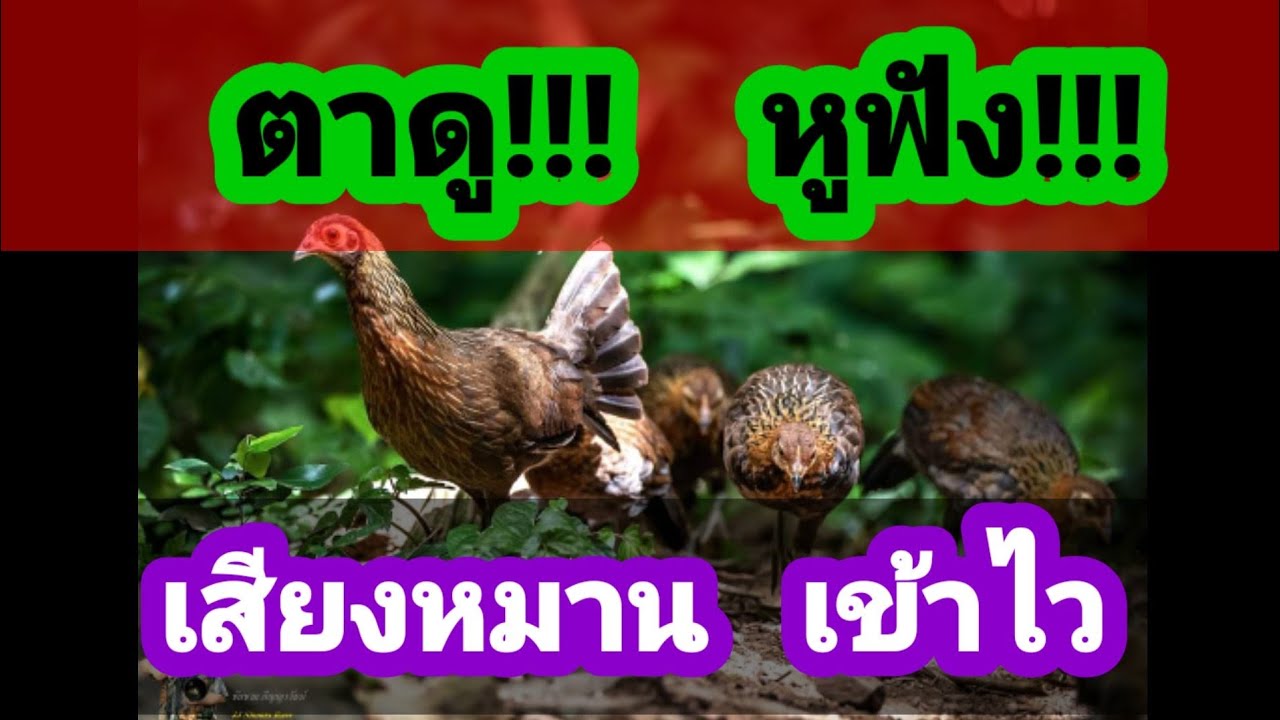 เสียงแม่ไก่ป่า สำหรับต่อ