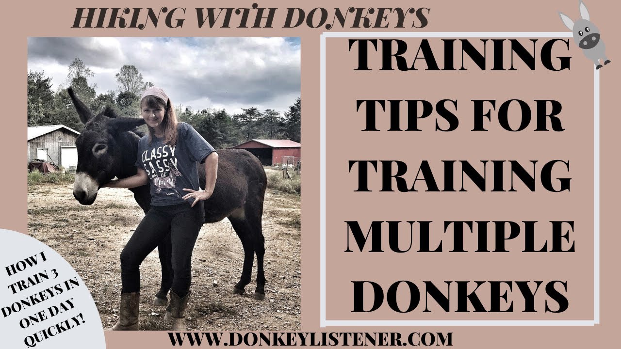 Hiking with Donkeys {How I train Multiple Donkeys} Training Donkeys Tip