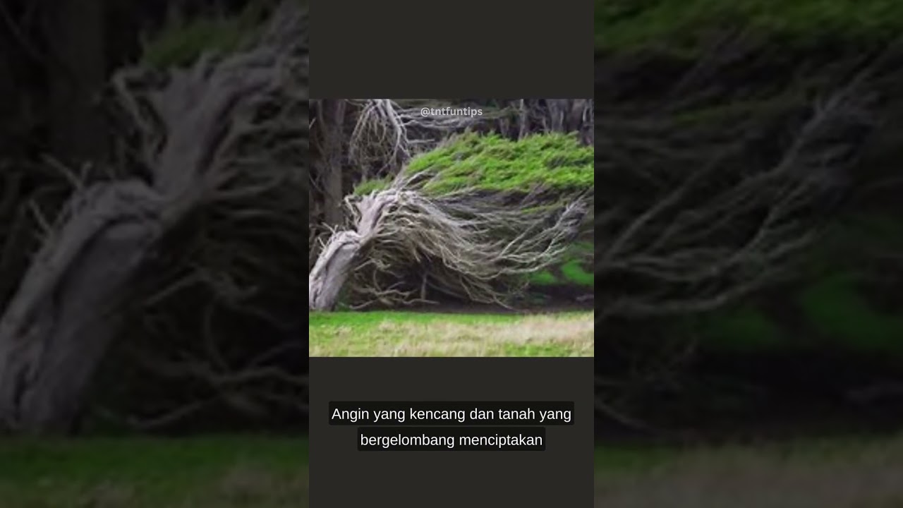 Slope Point: Keajaiban Aneh di Titik Terendah Selandia Baru